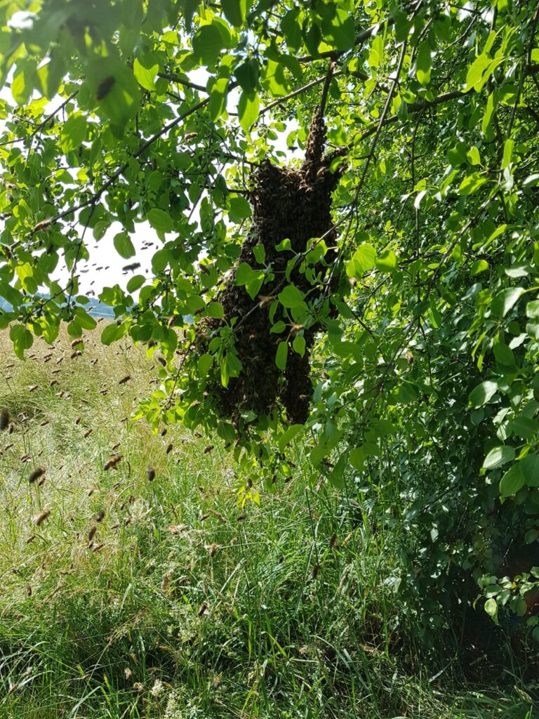A swarm of bees has settled in the bushes and formed a cluster, numerous bees fly around them. 