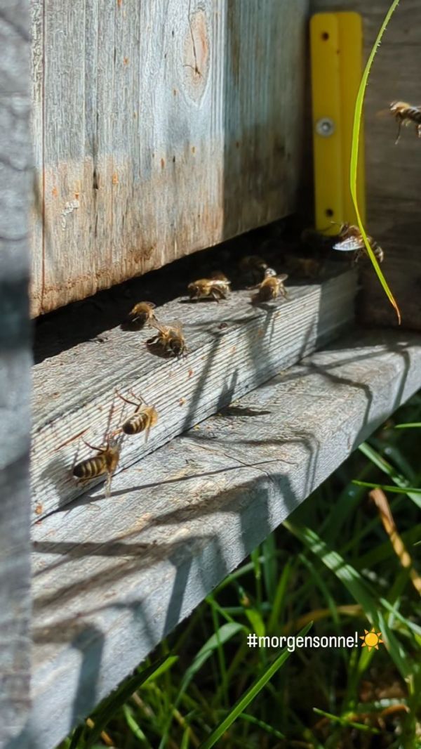 Einen schönen Weltbienentag euch allen! 🐝☀️ Ein Hoch auf alle Honig- und Wildbienen und all'...