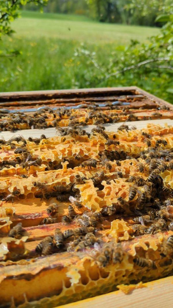 Es gehört zum Schönsten im Bienenjahr: Jungvölker bilden - und einen neuen Standplatz besiedeln! ☀️🐝...